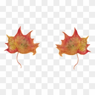 Leaf Maple Leaves Red Leaf Autumn Leaf - Folhas De Platano Png, Transparent Png