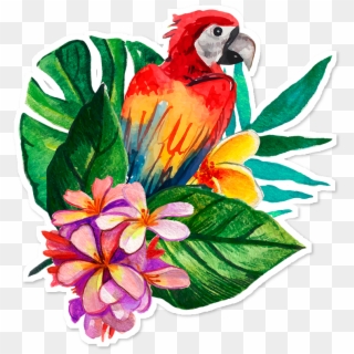 Macaw, HD Png Download