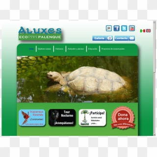 Aluxes Ecoparque Palenque Competitors, Revenue And - Tortoise, HD Png Download
