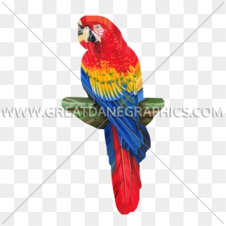 Macaw Png, Transparent Png