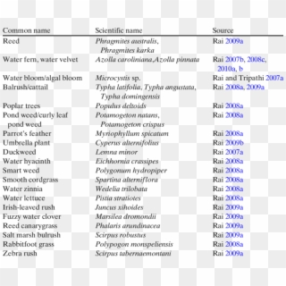 List Of Wetland Plants Used For Heavy Metal Phytoremediation - Phytoremediation Plants List, HD Png Download