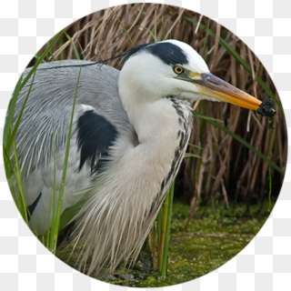 Reed Beds Provide Food And Nesting For The Little Bittern, - Great Blue Heron, HD Png Download