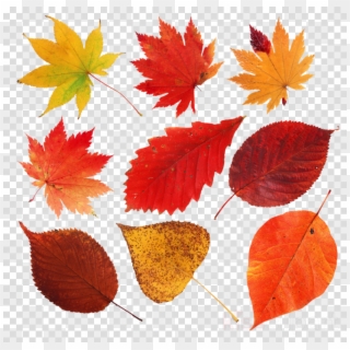 Autumn, Leaf, Drawing, Transparent Png Image Clipart - Feuilles Mortes Clipart, Png Download