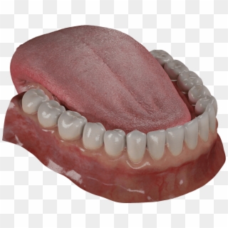 Teeth Are Among The Most Distinctive Features Of Mammal - Free Tooth 3d Model, HD Png Download