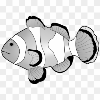 Clownfish Clipart - Clown Fish Clipart Png, Transparent Png