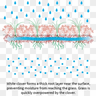 White Clover Steals Water And Nutrients From Surrounding - Illustration, HD Png Download