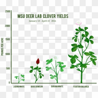 Supporting The Future Of Agriculture - Balansa Fixation Clover, HD Png Download