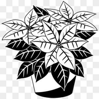 Poinsettia Black And White, HD Png Download