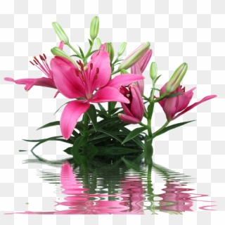 Lily Pink Lily Lilies Pink Flower Ornamental Plant - Lily, HD Png Download