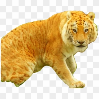 Liger Sticker - Siberian Tiger, HD Png Download