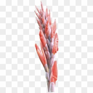 Flower 18a - Protea, HD Png Download