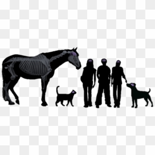 Teen Vet Club - Grazing Horse Silhouette Clipart, HD Png Download