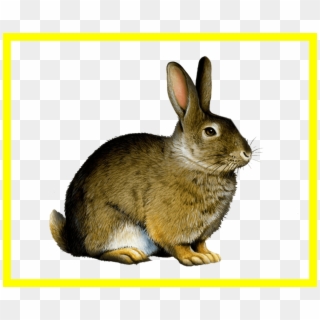 Appealing Easter Bunny Rabbit Clip Art Png Image Pict - Rabbit Illustration, Transparent Png