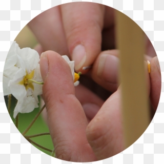 Potato Breeding Pollenation - Moth Orchid, HD Png Download
