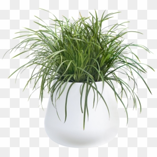 Home > Collection > Pure Cone - Transparent Pot Plant Png, Png Download