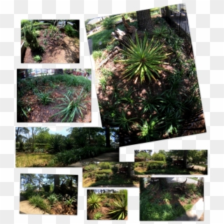 Photography ~ Backyard Landscaping Added More Liriope - Botanical Garden, HD Png Download