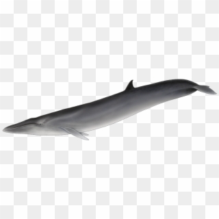 It Is Strikingly Similar To The Sei Whale, But Unlike - Baleia De Barbatana Dorsal, HD Png Download