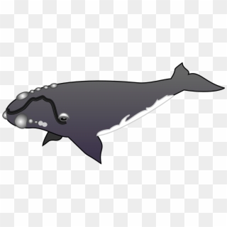 Whale With Barnacles Clipart, HD Png Download