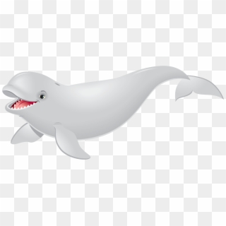 1st - 3rd Grade - Beluga Whale, HD Png Download