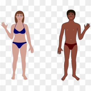 Human Man Woman Bathing Suit Png Image - Human Body, Transparent Png