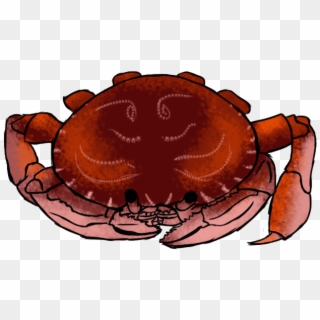 A Crab - Rock Crab, HD Png Download