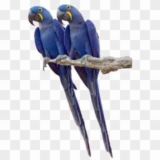 #twin #twins #parrot #parrots #tropicalbird # Tropical - Macaw, HD Png Download