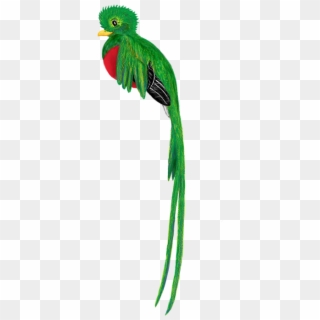 Quetzal Bird Animal Cute Drawing Tropical Forest - El Quetzal De Guatemala Png, Transparent Png