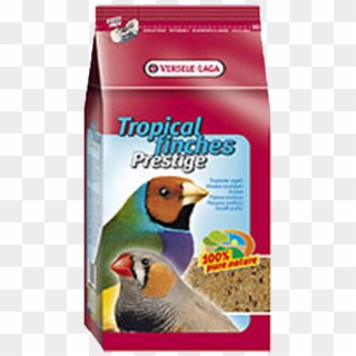 Tropical Birds - سوق القريعة بالدار البيضاؤ للطيور, HD Png Download