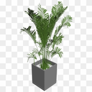 House Palm - Houseplant, HD Png Download