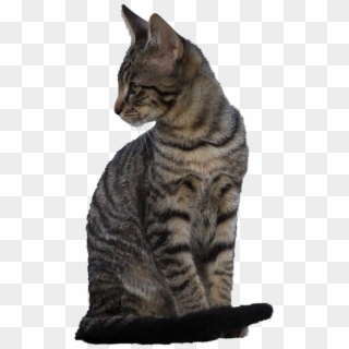 Cat-902091 Clip - Domestic Short-haired Cat, HD Png Download