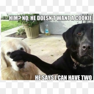 Yes, This Is Dog - Funny Dog Memes Gif, HD Png Download