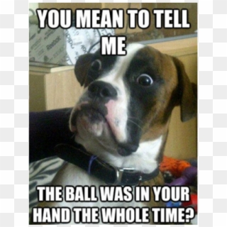 Yes, This Is Dog - Funny Pictures Of Dogs Memes, HD Png Download