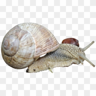 Snail-1229166 Clip - Lymnaeidae, HD Png Download