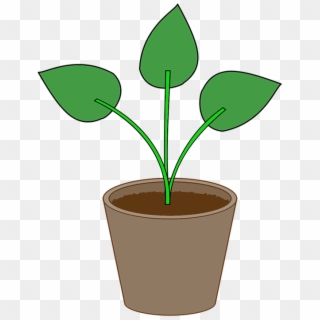 Plant, Flowerpot, Pot, Gardening, Leaf, Houseplant - กระถาง ต้นไม้ ภาพ วาด, HD Png Download