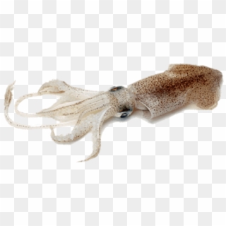Free Png Download Squid Png Images Background Png Images - Cuttlefish Png, Transparent Png