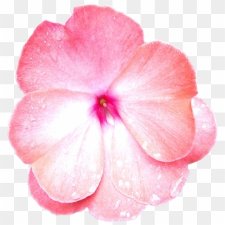 Flower, Pink, Pink Flowers, Petal, Macro, Nature - Periwinkle, HD Png Download