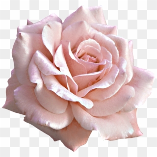 Large Light Pink Rose Png Clipart - Pink And White Roses Png, Transparent Png