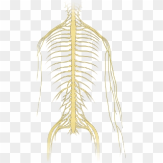 Neoplastic Epidural Spinal Cord Compression - Drawing, HD Png Download