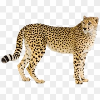 Panther Leopard, Jaguar Leopard, Cheetah, Cheetah Animal, - Cheetah Standing Up, HD Png Download