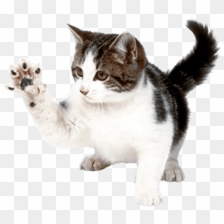 Free Png Download Fighting Cat Png Images Background - Kitten Png, Transparent Png