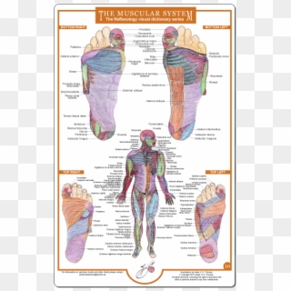 Reflexology Foot Charts Collection - Muscular System Reflexology Foot Chart, HD Png Download