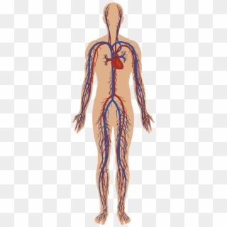 Body Systems - Circulatory System Without Parts, HD Png Download