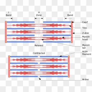 The Structure Of A Sarcomere, The Basic Morphological - Contracted And Relaxed Sarcomere, HD Png Download