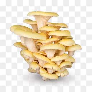 Mushrooms - Oyster Mushroom Png Clipart, Transparent Png