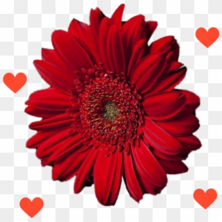 #flower #heart #red #love #inlove #romance - Barberton Daisy, HD Png Download