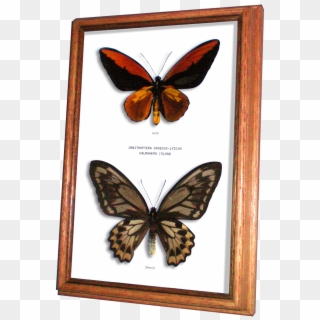 Wildwood Insects Framed Wallace's Golden Birdwing Butterfly - Brush-footed Butterfly, HD Png Download