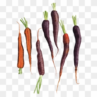 Carrots 'purple Haze' - Carrot, HD Png Download