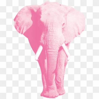 News - African Elephant Cut Out, HD Png Download