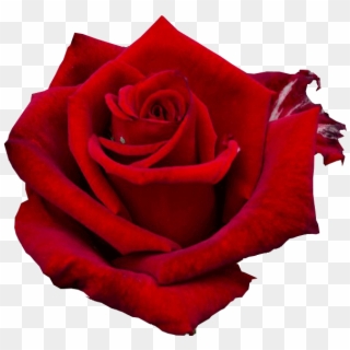 The Bachelor - Rose, HD Png Download