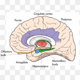 The Interior Of The Brain With Organelles Including - Interior Of The Brain Hippocampus, HD Png Download